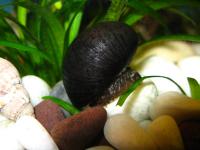 Снимка на Neripteron auriculata (Lamark, 1816)