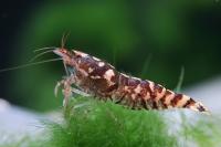 Снимка на Paracaridina meridionalis (WANG, LIANG & LI, 2008)