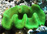 Снимка на Stichodactyla haddoni