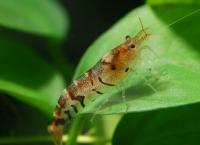 Снимка на Caridina cantonensis var. "Tiger"