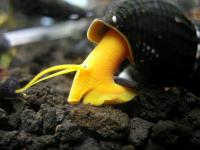 Снимка на Tylomelania sp.