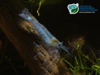 Снимка на Neocaridina Heteropoda var. Blue Jelly