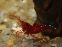 Снимка на Caridina dennerli (Von Rintelen & Cai, 2009)