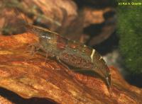Снимка на Caridina sp. Malaya