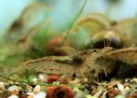Снимка на Neocaridina heteropoda heteropoda (Liang, 2002)