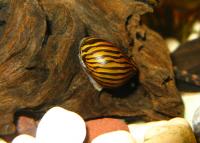 Снимка на Neritina natalensis (Reeve, 1845)