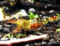 Снимка на Caridina cantonensis var. "Orange Bee"