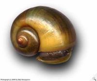Снимка на Pomacea canaliculata (Lamarck, 1819)