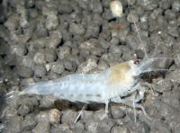 Снимка на Caridina cantonensis "White Bee"