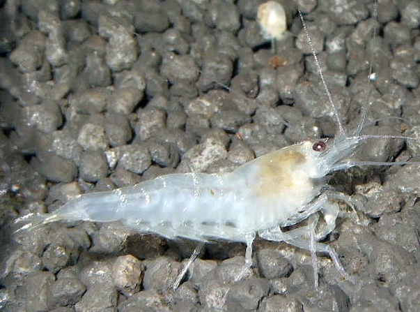 Caridina cantonensis "White Bee"