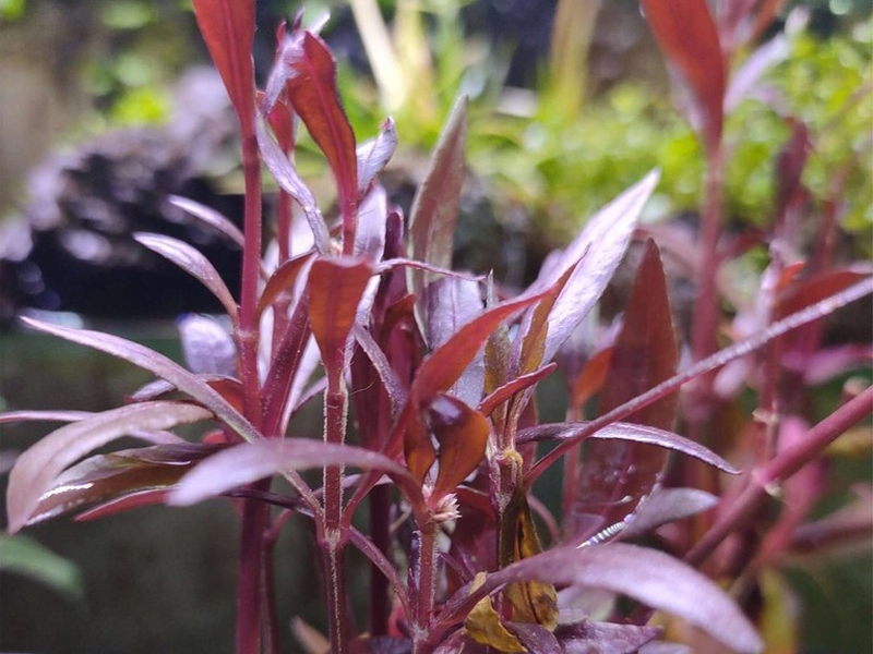 Alternanthera sessilis (De Candolle, 1813)