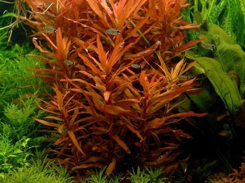 Ammannia senegalensis, (Lamarck, 1791)