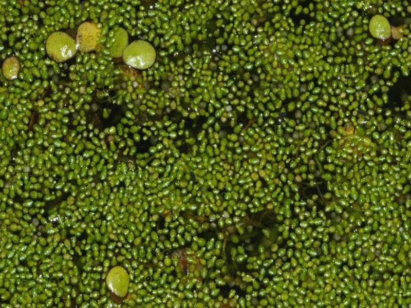 Wolffia arrhiza, (Linne Horkel, 1857)
