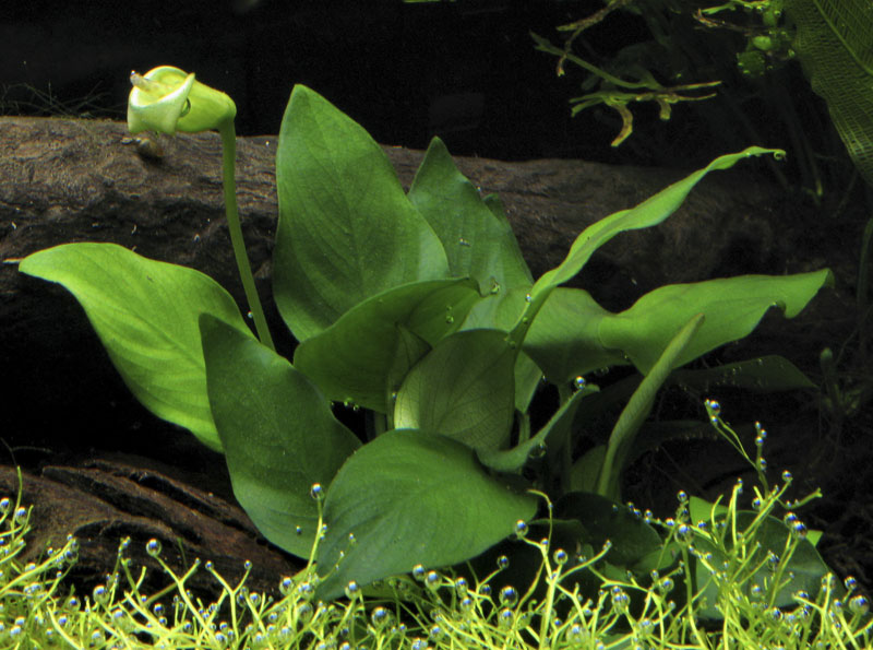Anubias barteri var. nana