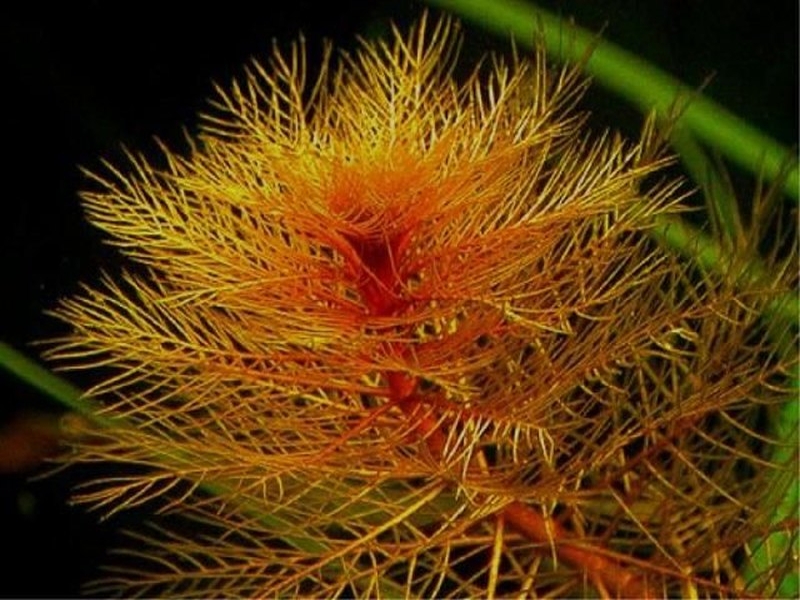 Myriophyllum tuberculatum (Roxb, 1820) снимка