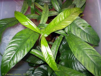 Снимка на Anubias pynaertii