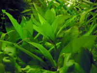 Снимка на Hygrophila corymbosa ((Blume) Lindau, 1885)