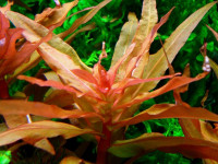 Снимка на Ammannia gracilis, ( Guillemin & Perrottet, 1833)