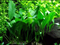Снимка на Anubias afzelii