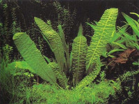 Снимка на Aponogeton bernierianus, (Descaisne, Hooker, 1883)
