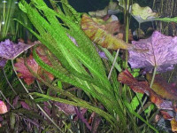Снимка на Aponogeton bullosus, ( H.W.E. van Bruggen, 1969)