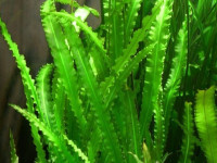 Снимка на Aponogeton crispus, (Thunberg, 1781)