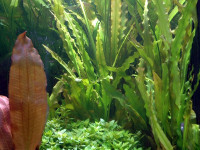 Снимка на Aponogeton crispus x rigidifolius
