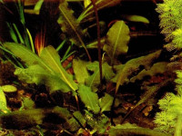 Снимка на Aponogeton robinsonii, (A. Camus, 1911)