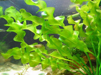 Снимка на Aponogeton ulvaceus, (Baker, 1881)