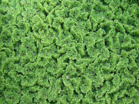 Снимка на Azolla filiculoides, (Lamarck, 1783)