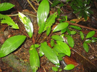 Снимка на Bucephalandra gigantea, (Bogner, 1984)