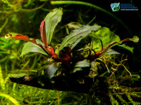 Снимка на Bucephalandra motleyana, (Schott, 1858)
