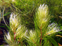 Снимка на Ceratophyllum demersum, (Linnе, 1753)