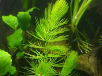 Снимка на Ceratophyllum submersum, (Linnе, 1763)