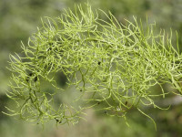 Снимка на Ceratopteris pteridoides, (Hooker,  Hieronymus, 1905)