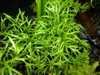 Снимка на Ceratopteris thalictroides, (Linne,  Brongniart, 1821)