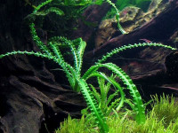Снимка на Crinum calamistratum, (Bogner & Heine, 1987)