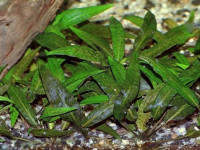 Снимка на Cryptocoryne affinis, (Hooker f. , 1893)