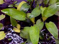 Снимка на Cryptocoryne alba, (de Wit, 1975)