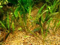Снимка на Cryptocoryne albida, (R.N. Parker, 1931)