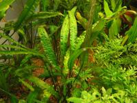 Снимка на Cryptocoryne aponogetifolia, (Merrill, 1919)