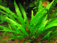 Снимка на Cryptocoryne beckettii, (Trimen, 1985)