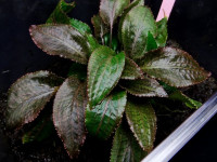 Снимка на Cryptocoryne bogneri, (Rataj, 1975)