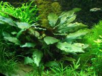 Снимка на Cryptocoryne cordata, (Griffith, 1851)