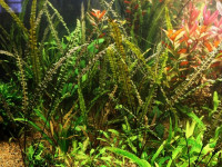 Снимка на Cryptocoryne crispatula, (Engler, 1920)