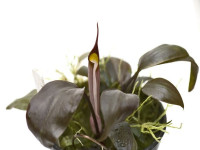 Снимка на Cryptocoryne diderici, (de Wit, 1970)