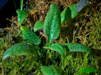 Снимка на Cryptocoryne ferruginea, (Engler, 1879)