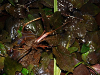 Снимка на Cryptocoryne fusca, (de Wit, 1970)
