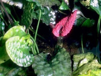 Снимка на Cryptocoryne griffithii, (Schott, 1856)
