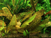 Снимка на Cryptocoryne hudoroi, (Bogner,  Jacobsen, 1985)